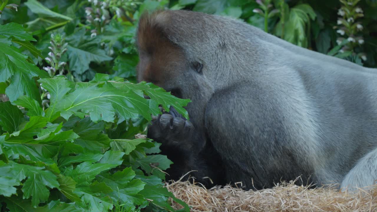 Sguardo di un gorilla che sbircia tra i cespugli, Victoria, Australia.