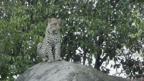 Junger-Männlicher-Leopard-Auf-Einem-Felsen-Neben-Einem-Baum-Bei-Regen