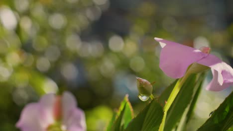 Pan-across-pink-flower-on-sharp-pointed-leaves-on-sunny-day,-blurry-background