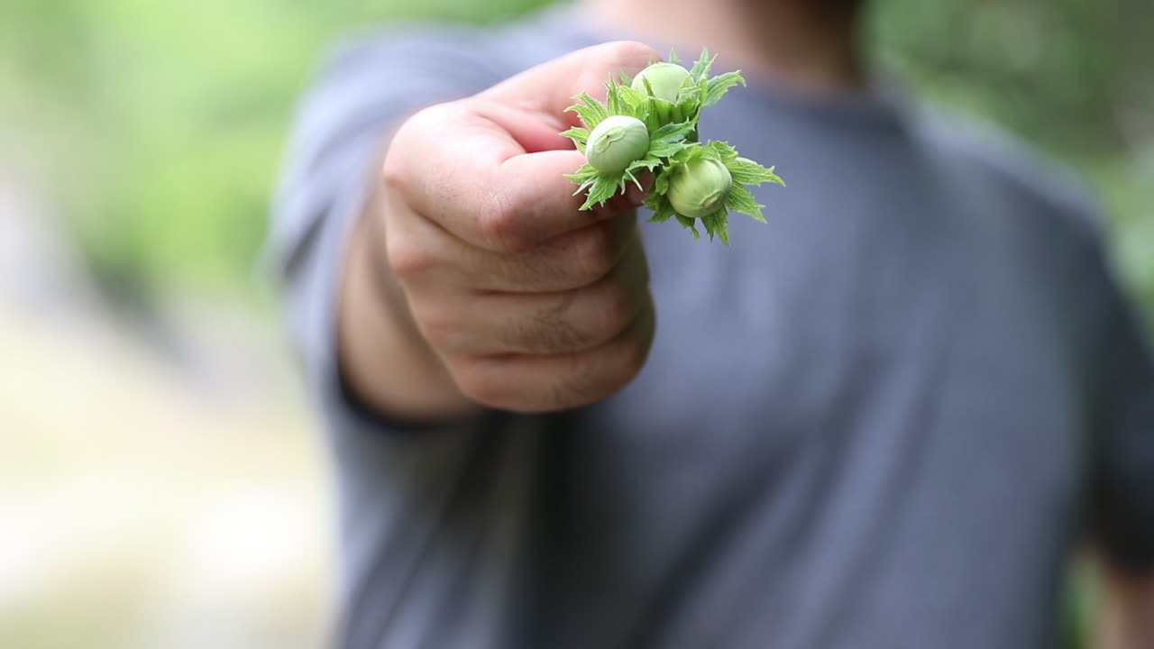 사람의 손에 들여진 헤이즐 ⁇