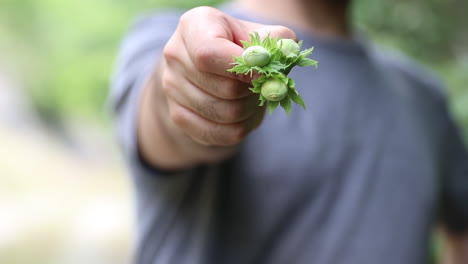 Haselnüsse-In-Menschlicher-Hand-Gehalten