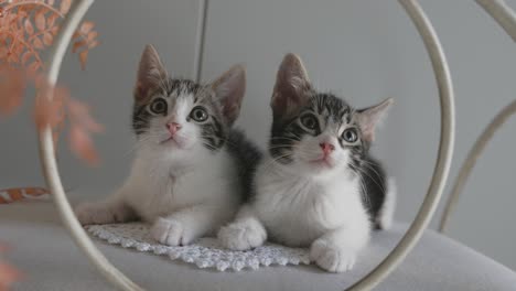 gatitos curiosos. gatos sacudiendo la cabeza