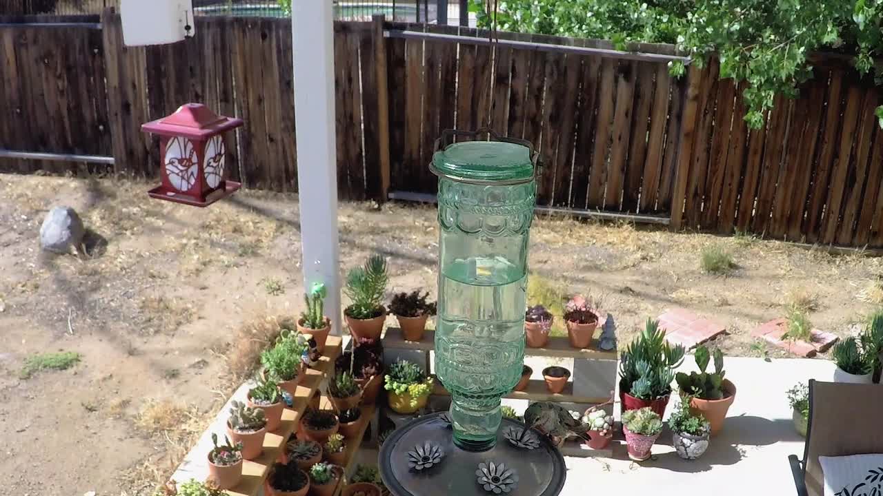 Humming bird fly in from right side to feed on hot sunny day