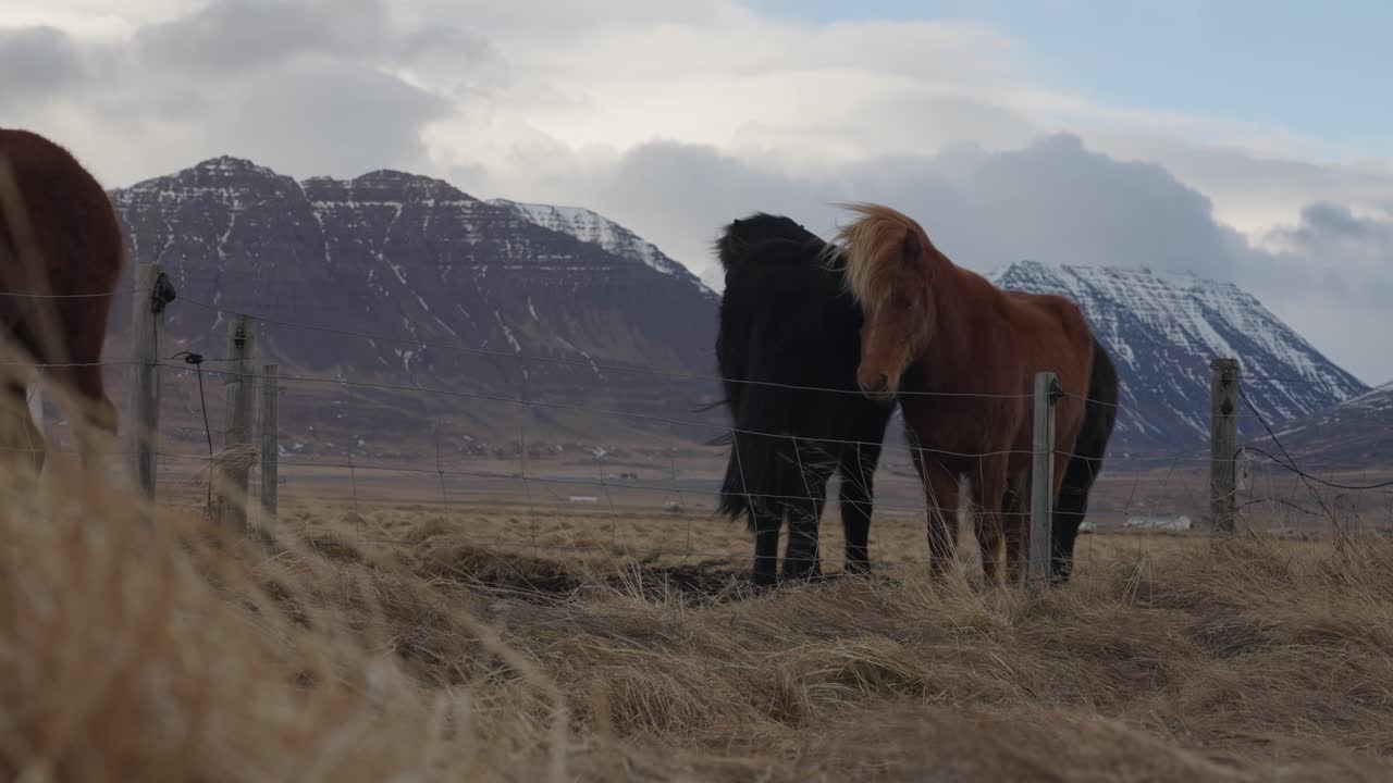 caballos islandeses de pie en el paddock, ventoso y paisaje de montaña de islandia