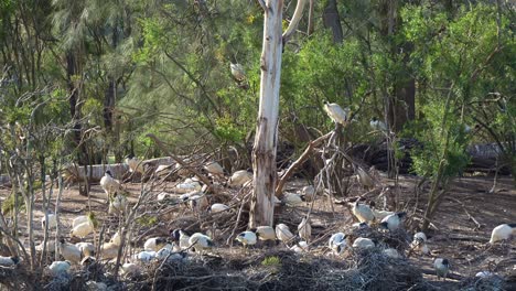 A-large-flock-of-Australian-white-ibis-roosts-and-builds-nests-on-an-island-in-the-midst-of-a-wildlife-lake,-thriving-in-the-wetland-environment-during-breeding-season