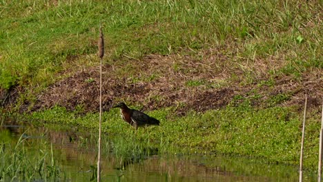 green heron trying to catch a dragonfly