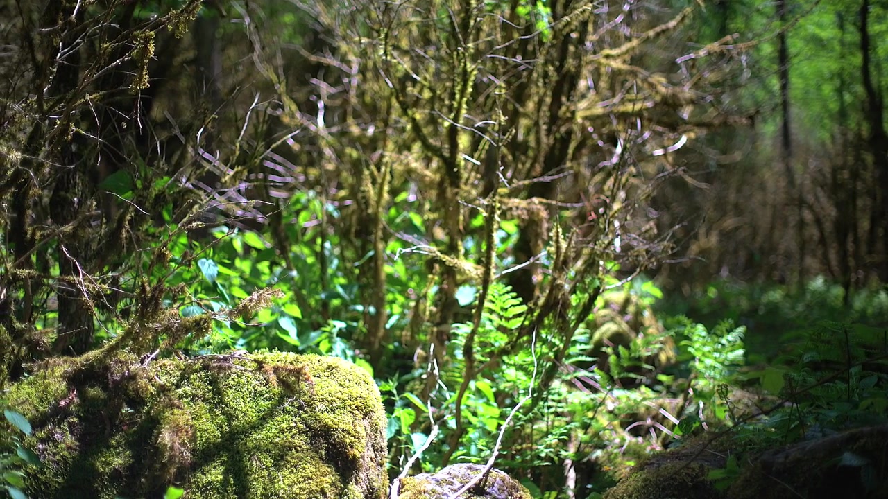 Luce solare che filtra attraverso alberi muschiosi in una foresta lussureggiante