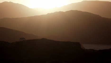 un caballo blanco pasta en la cima de una colina con una suave brisa mientras un sol dorado se pone detrás de las montañas silueteadas en las tierras altas de escocia