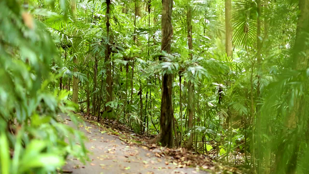 A serene forest path in Dorrigo, NSW, Australia, surrounded by lush greenery and dappled sunlight. Captures nature's tranquility