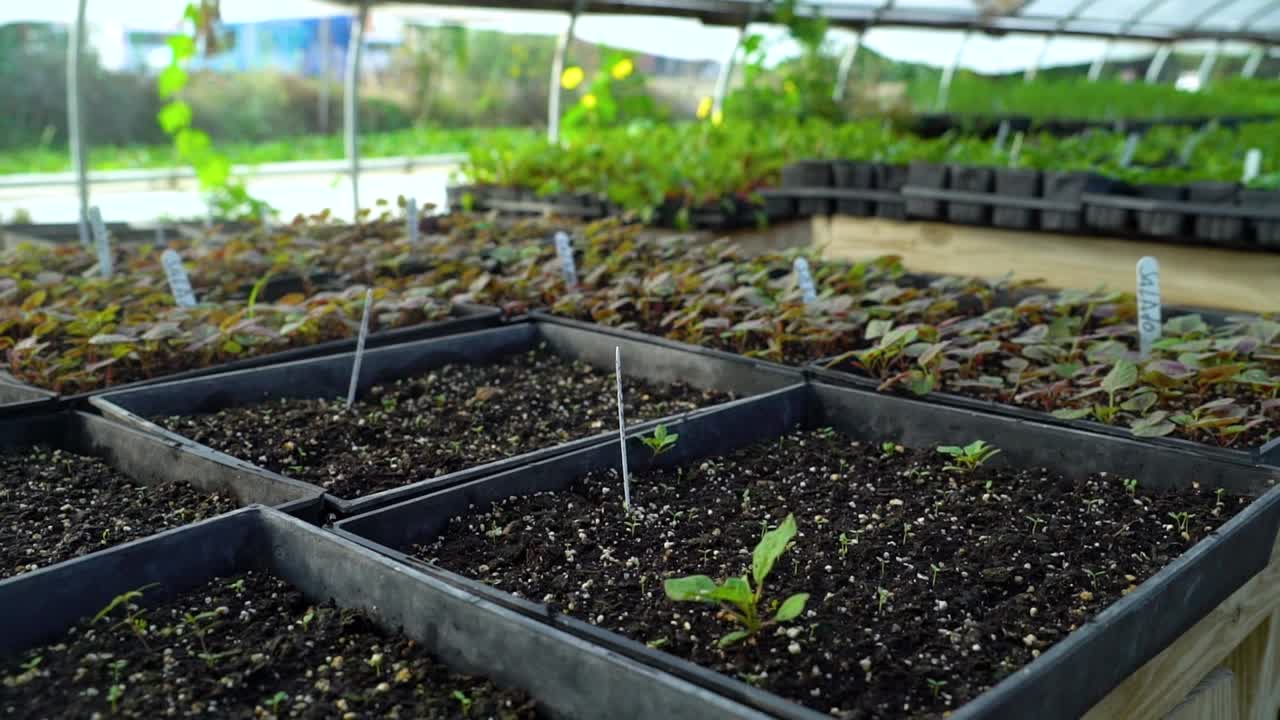las plantas vegetales comienzan a brotar en macetas