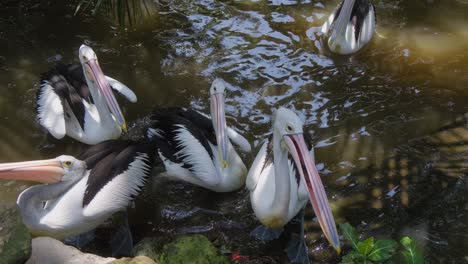 High-angle-view-of-feeding-Australian-pelicans-floating-on-water-with-their-beaks-open-to-eat-fish