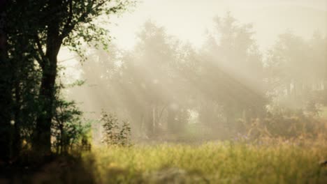 clearing in the forest in sunny summer morning
