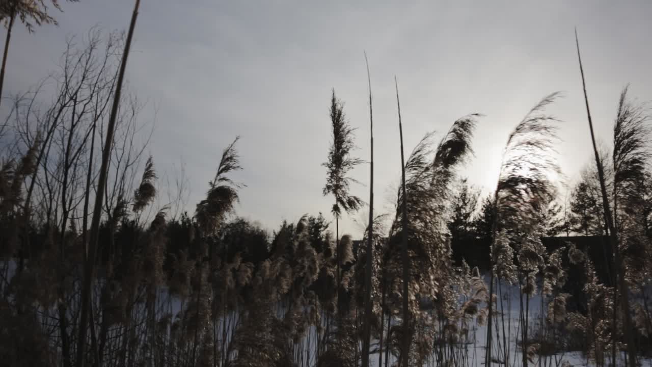 고양이 꼬리 식물 꼭대기를 가로지르는 패닝 샷