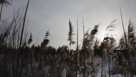 panning shot across the tops of cat tail plants