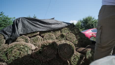 roll of new natural grass turf installed by professional gardener. landscaping industry.