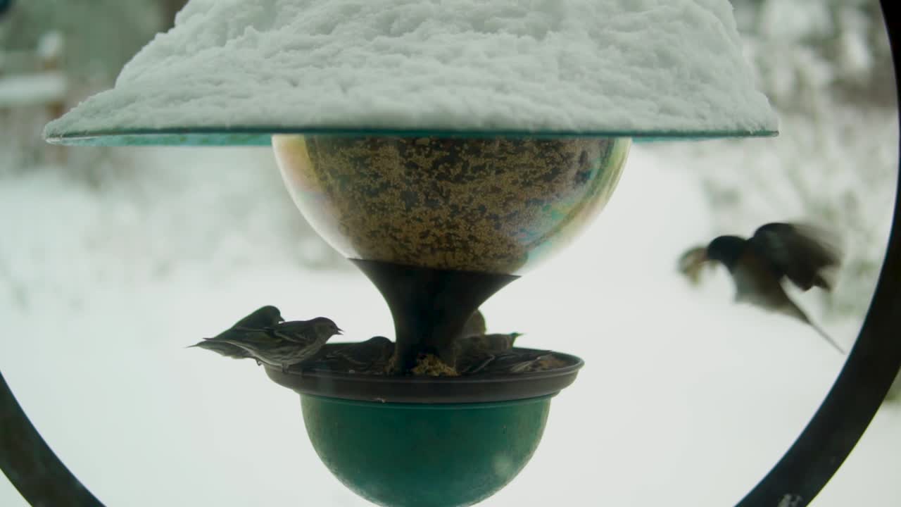 Bird gathering around a snowy feeder in slow motion