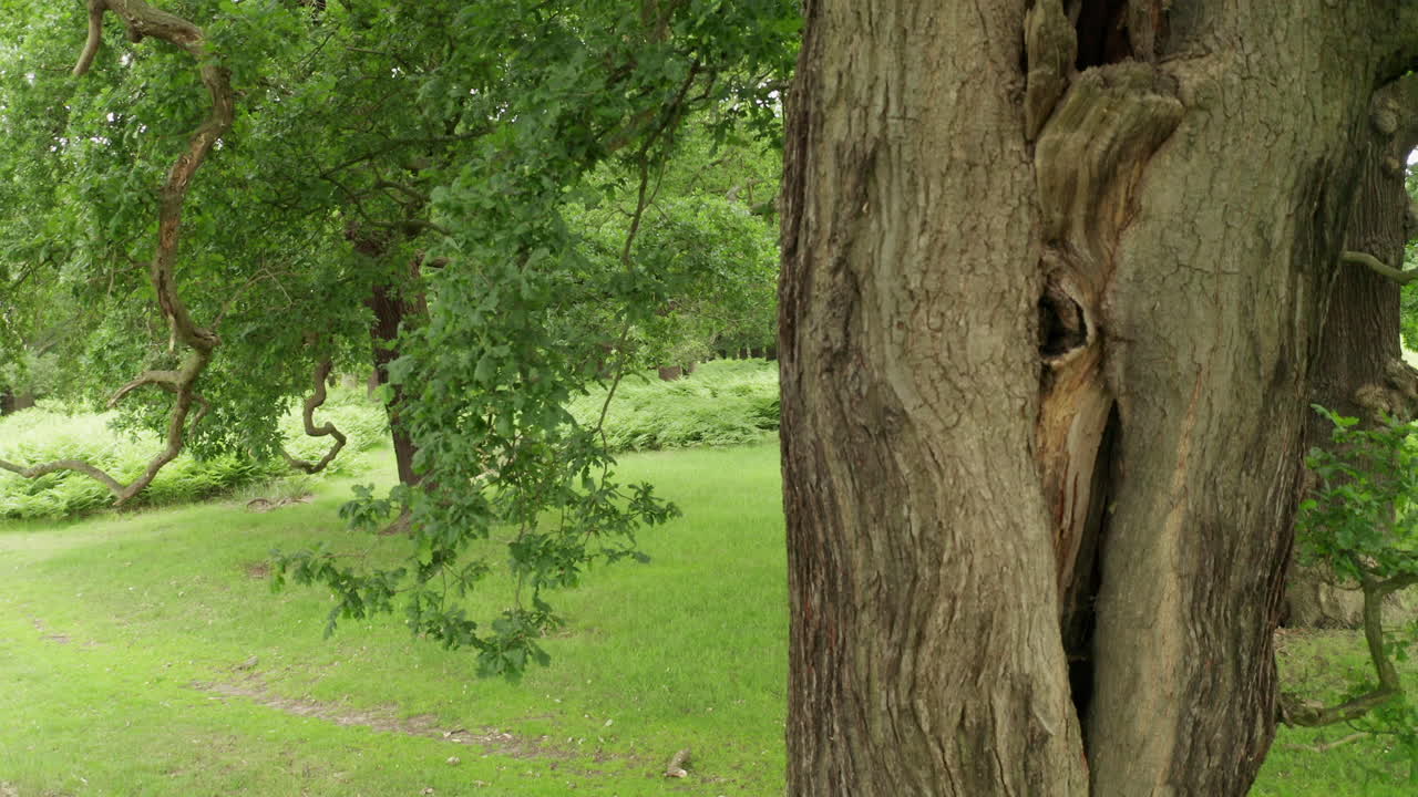 Close shot of an old oak tree trunk, moving up the truck starting from the bottom