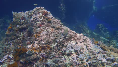 camera circling a coral rock and behind you spot a hole in the wall