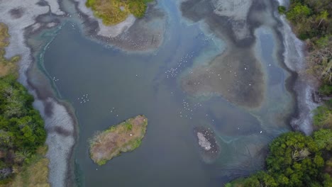 toma aérea de drones de una laguna tropical, llena de aves vivas, con agua estancada