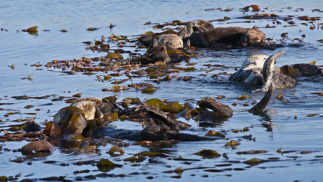 las nutrias marinas observan y se frotan con algas en la espalda flotando en el mar 2