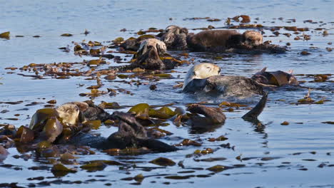 sea otters wach and scrub with seaweed on their backs floating in the sea 2