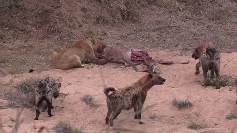 a lioness near her prey is surrounded by hyenas and she tries to scare them away