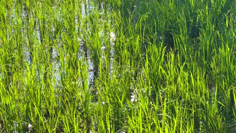 vibrant rice plants swaying in the breeze