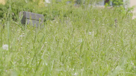 close-up of grasses swaying in the wind in a residential area