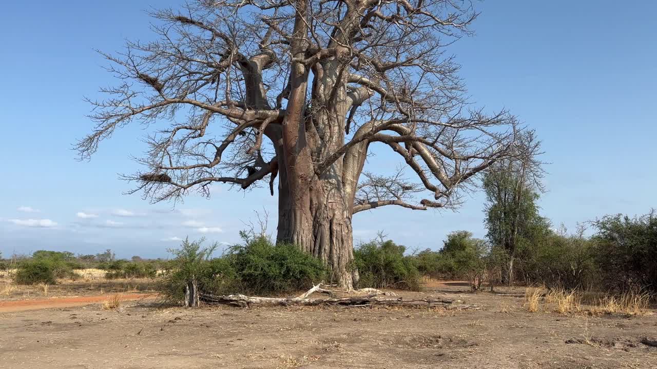 vista inclinada del baobab africano (adansonia digitata) en el parque nacional de luangwa del sur en zambia.