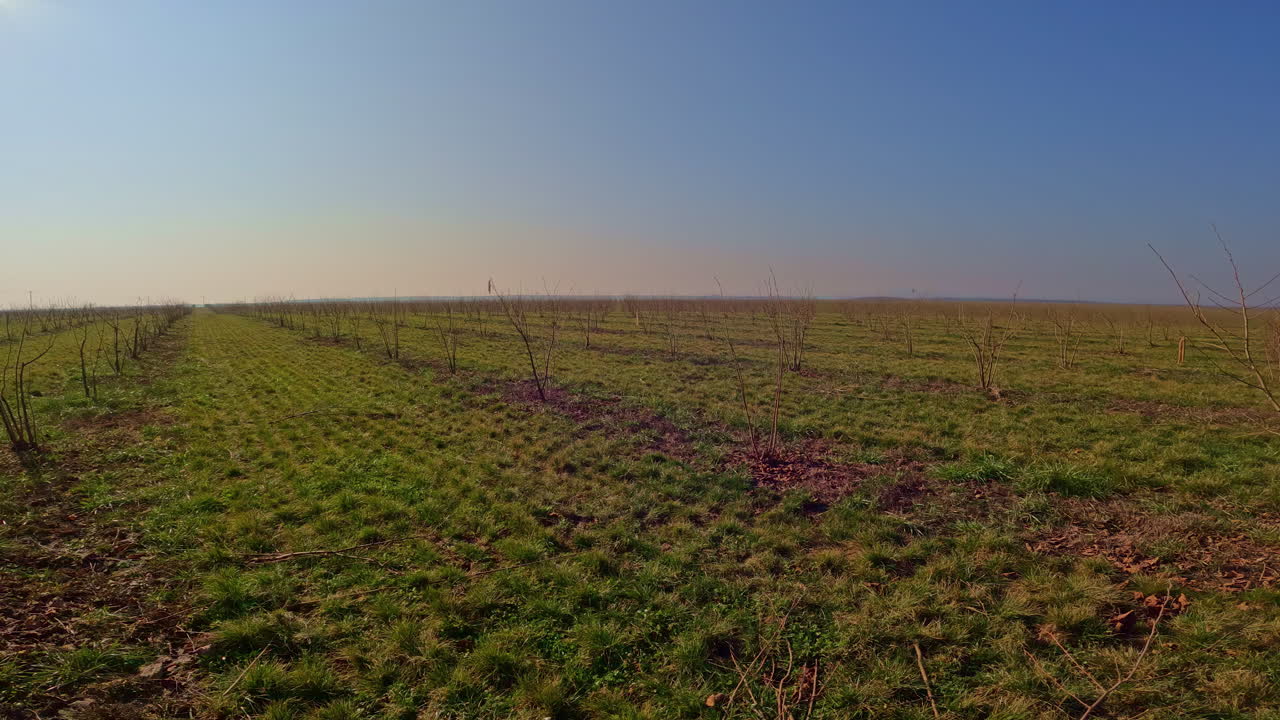 caminando por un campo de arándanos de tierras de cultivo con hileras de arbustos