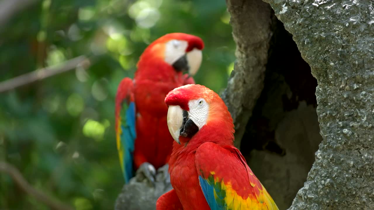 guacamayo escarlata en un parque en el ecuador