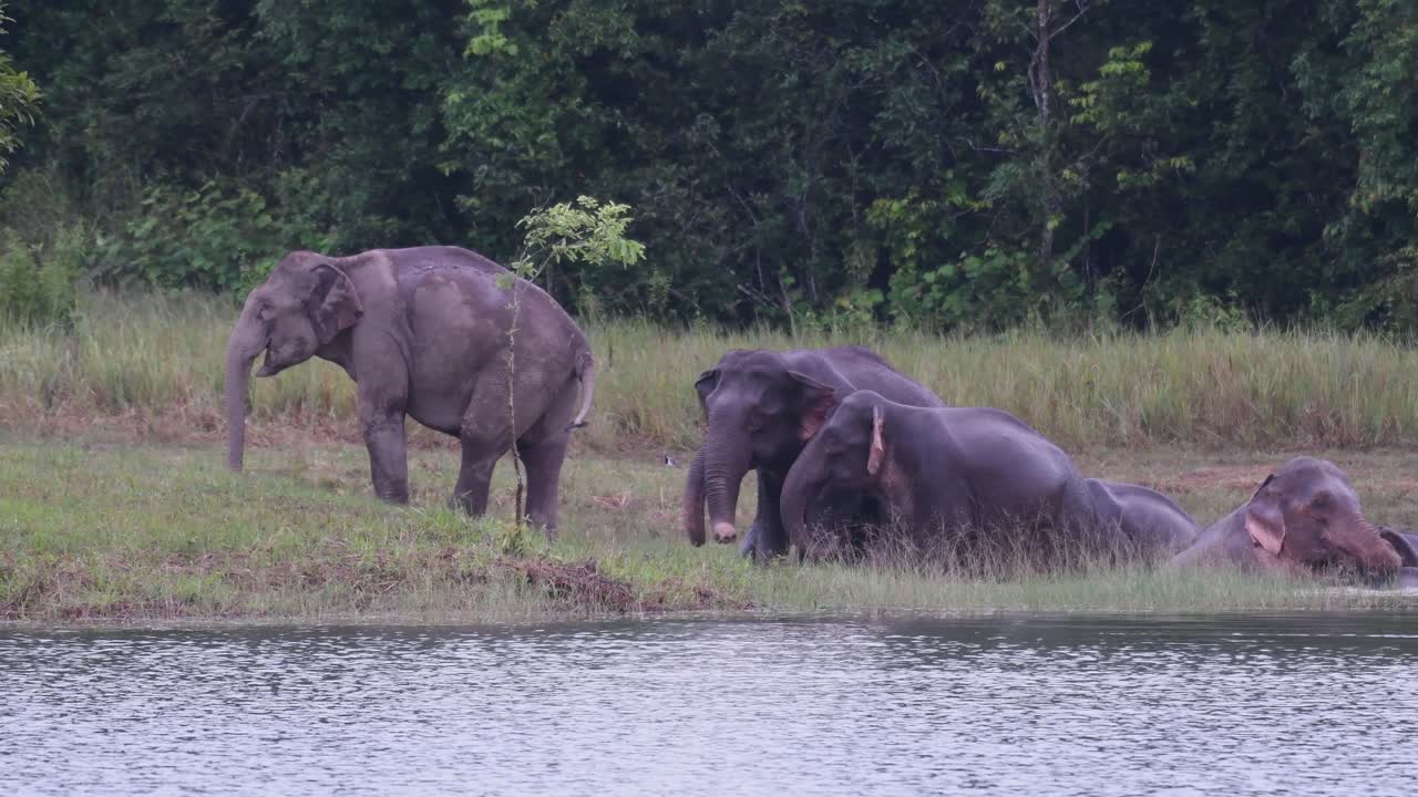 The Asiatic Elephants are Endangered and this herd is having a good time playing and bathing in a lake at Khao Yai National Park