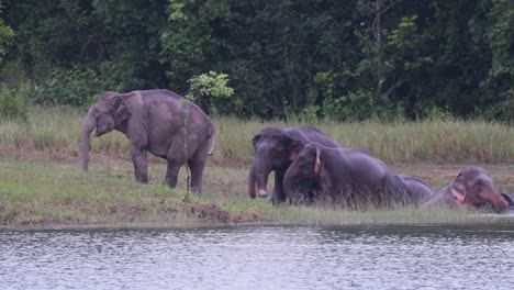 Die-Asiatischen-Elefanten-Sind-Vom-Aussterben-Bedroht-Und-Diese-Herde-Vergnügt-Sich-Beim-Spielen-Und-Baden-In-Einem-See-Im-Khao-Yai-Nationalpark