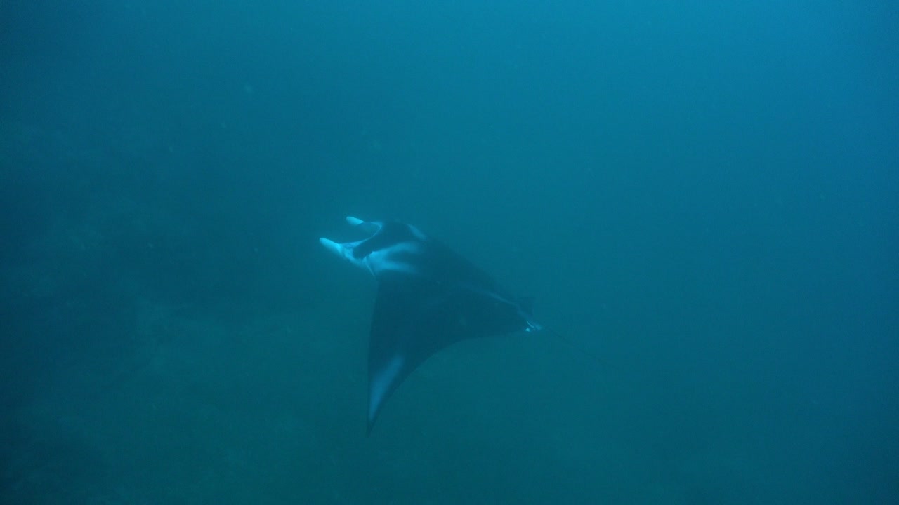 manta raya pasando en el océano azul en raja ampat micronesia