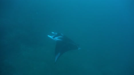 manta ray passing in the blue ocean in raja ampat micronesia