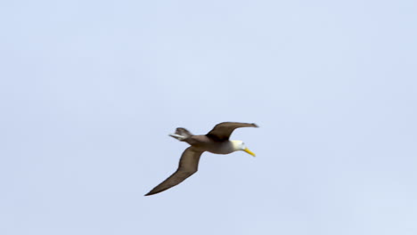 Albatros-Ondulado-Visto-Volando-Sobre-Punta-Suárez-En-Las-Galápagos