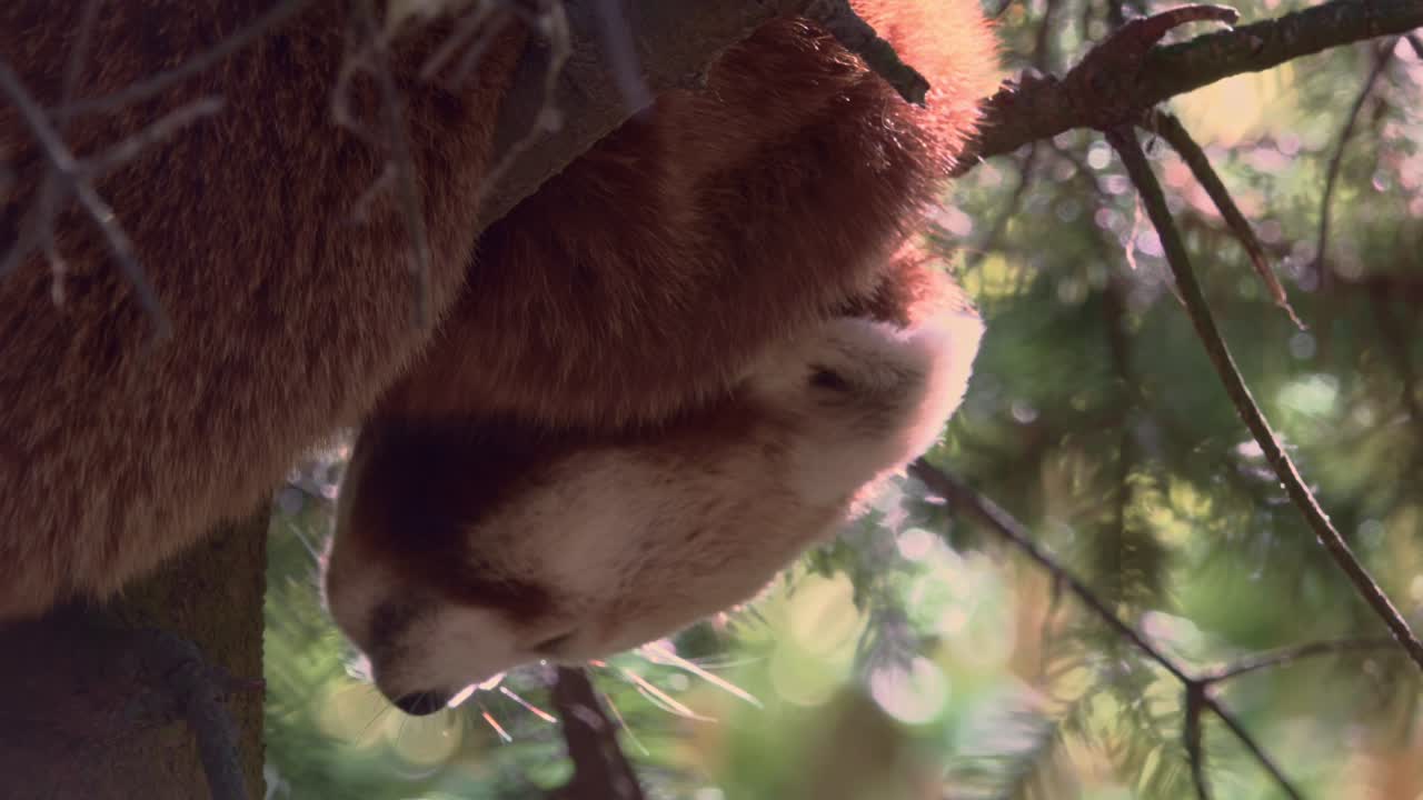 cerca de un panda rojo descansando sobre un árbol