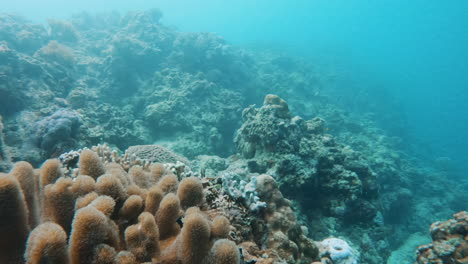 toma cinematográfica en cámara lenta de un arrecife de coral brillante y colorido con peces en aguas muy claras, 4k slomo