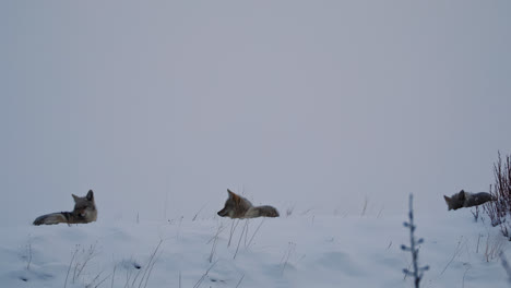 witness a serene moment as three coyotes enjoy the snow-covered landscape in alberta, canada. the winter setting, highlights their natural behavior and adaptability.