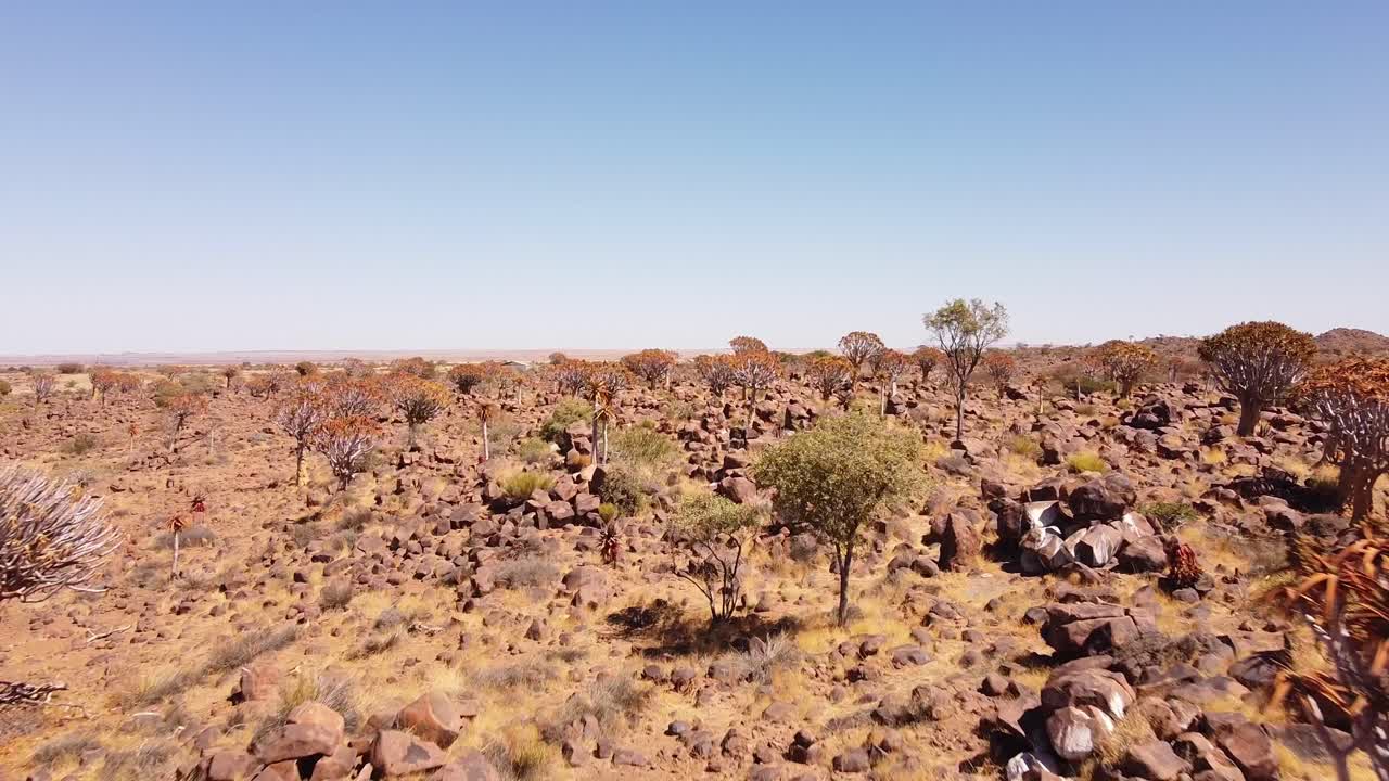 Enchanting Quiver Tree Forest in Namibia: Aerial 4K Drone Footage of Rare Aloidendron Dichotomum, Southern Africa's Botanical Marvel
