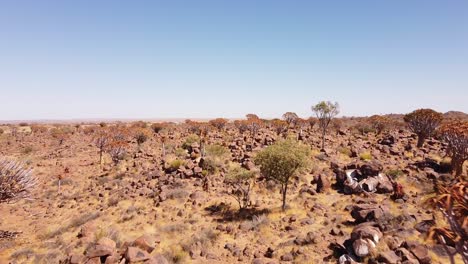 Enchanting-Quiver-Tree-Forest-in-Namibia:-Aerial-4K-Drone-Footage-of-Rare-Aloidendron-Dichotomum,-Southern-Africa's-Botanical-Marvel