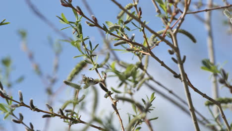 La-Abeja-Poliniza-Durante-La-Primavera-Al-Sur-De-Francia.-Vista-Amplia.