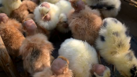 detail of small chicken chicks