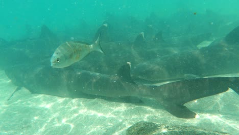 Shiver-Of-Whitetip-Reef-Shark-Resting-On-Bottom-Of-Deep-Blue-Sea