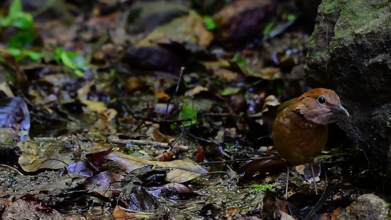 la pitta de nuca oxidada es un ave confiada que se encuentra en hábitats de bosques montañosos de gran altura, hay muchos lugares en tailandia para encontrar esta ave