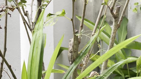 Wild-chameleon-oriental-garden-lizard,-calotes-versicolor,-playing-pretend,-changing-its-color-and-camouflage-itself-on-the-branch-surrounded-by-home-garden-plantations,-handheld-shot