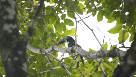 Ave-Aracari-De-Orejas-Castañas-Descansando-En-Un-árbol-Con-Follaje-Exuberante