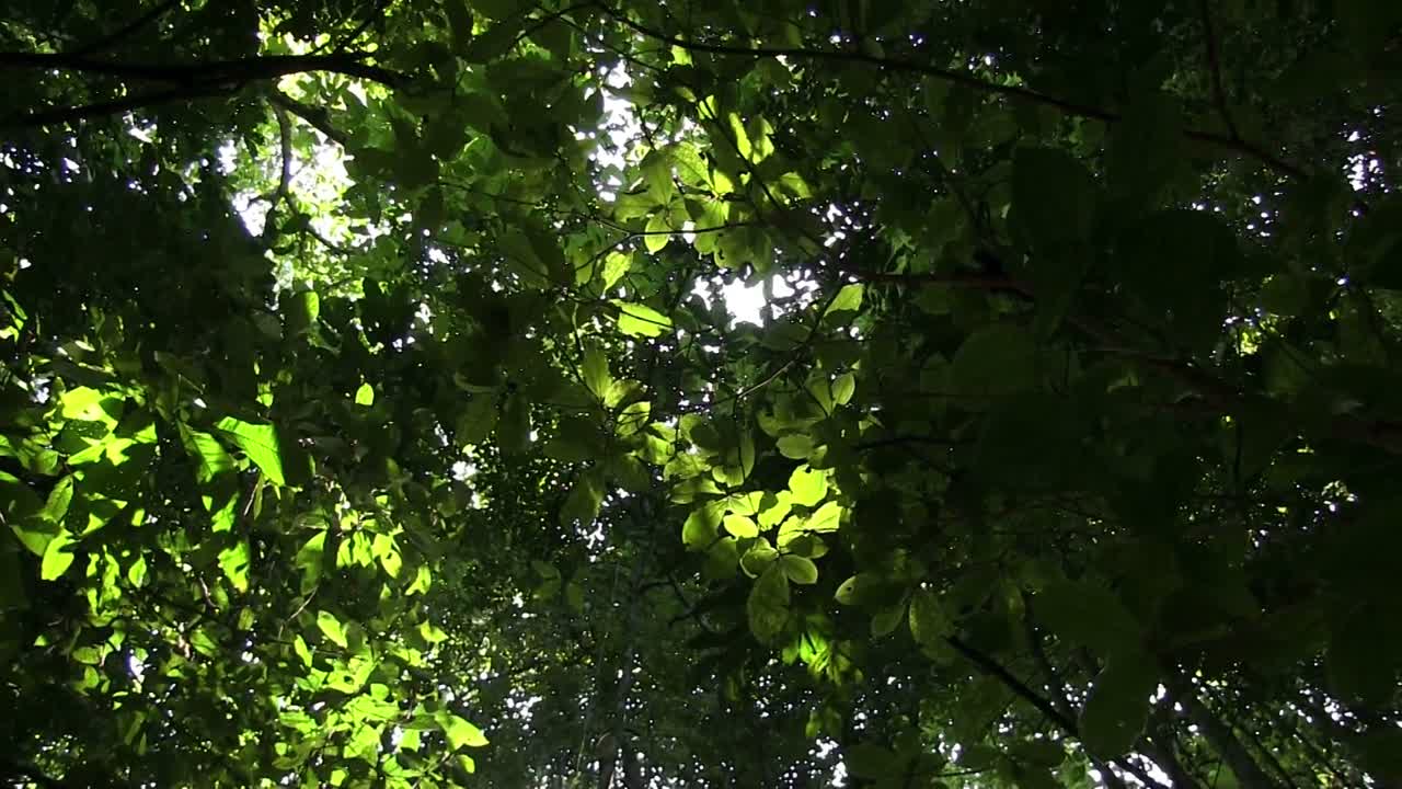 un ángulo bajo mirando hacia el dosel del bosque con la luz del sol entrando