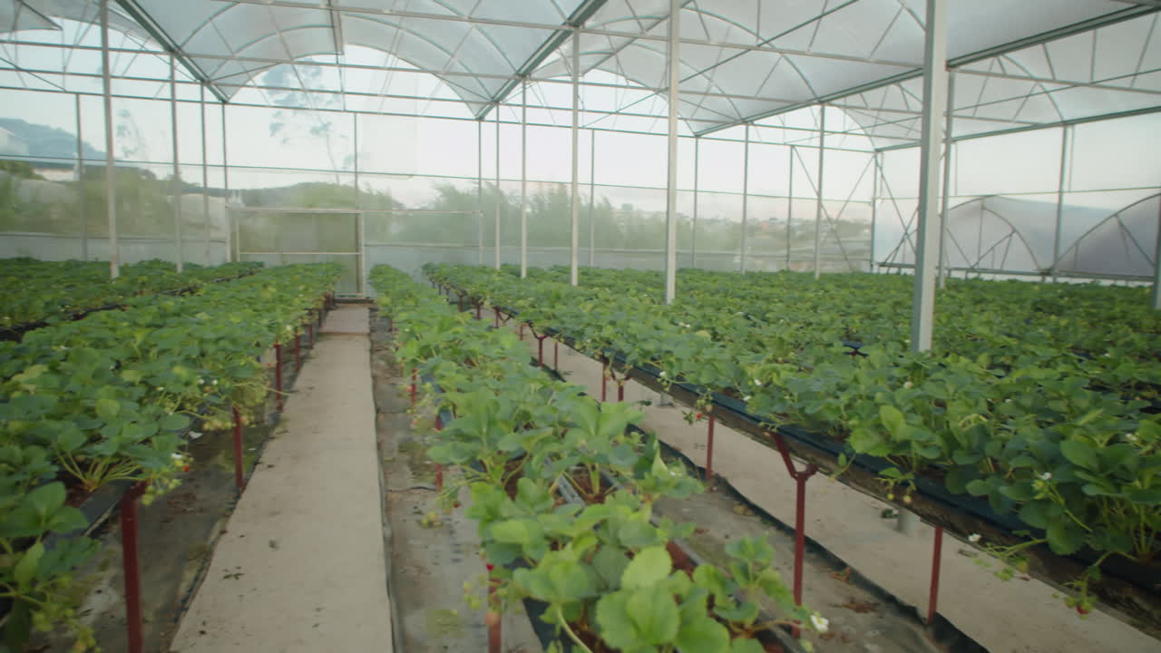 Strawberry Farming in Greenhouse