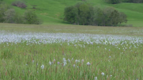 Meadow-of-camas,-wide-angle-shot